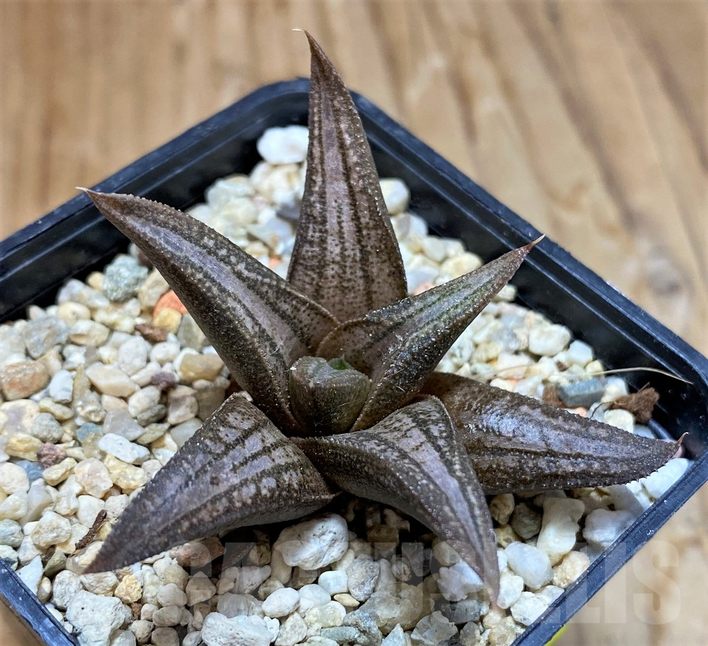 SH7026 Haworthia 'Sugriva'