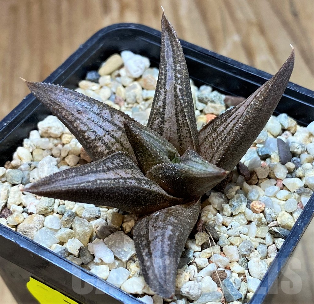 SH7026 Haworthia 'Sugriva' - 画像 (2)