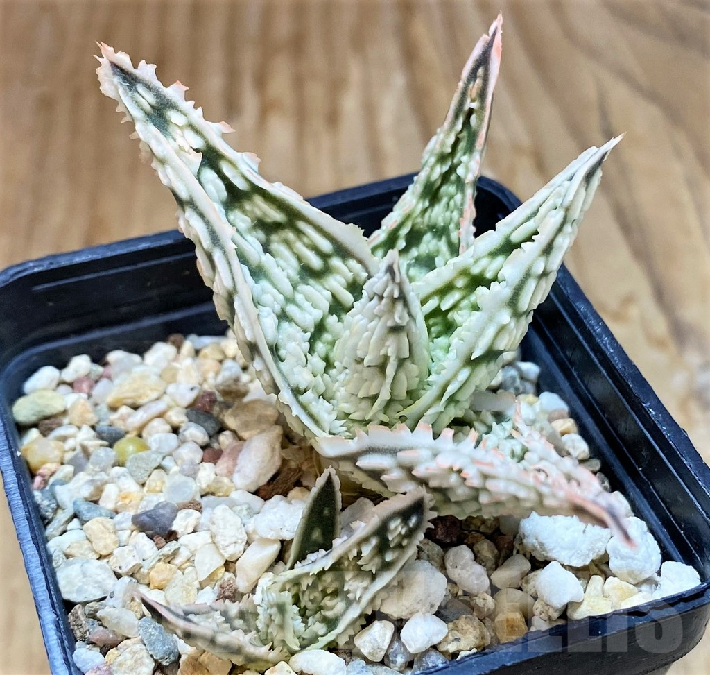 SH7027 Aloe TCT hybrid