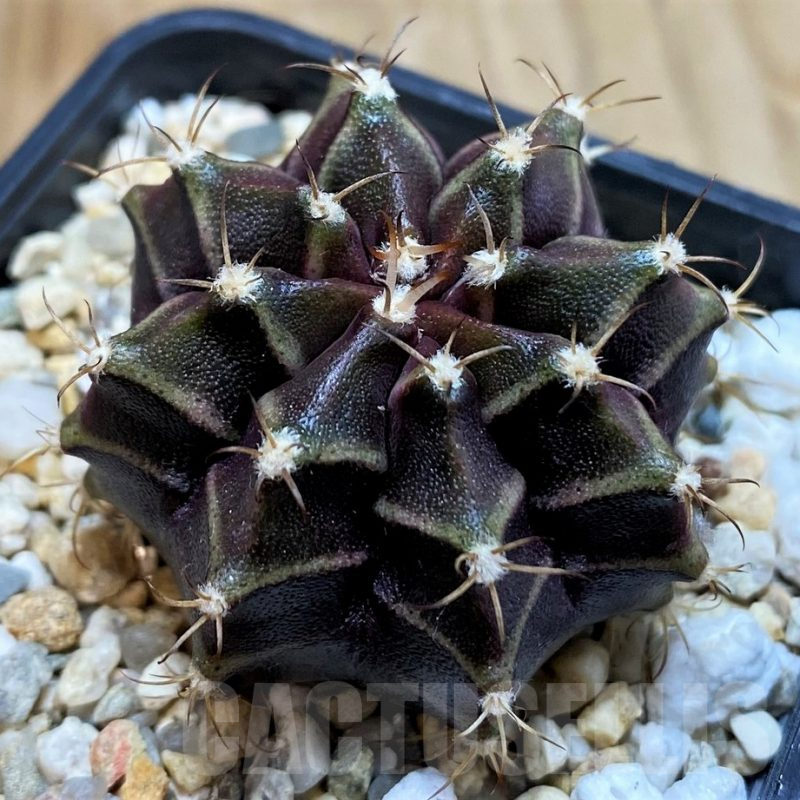 SH7124 Gymnocalycium mihanovichii 'Hibotan'