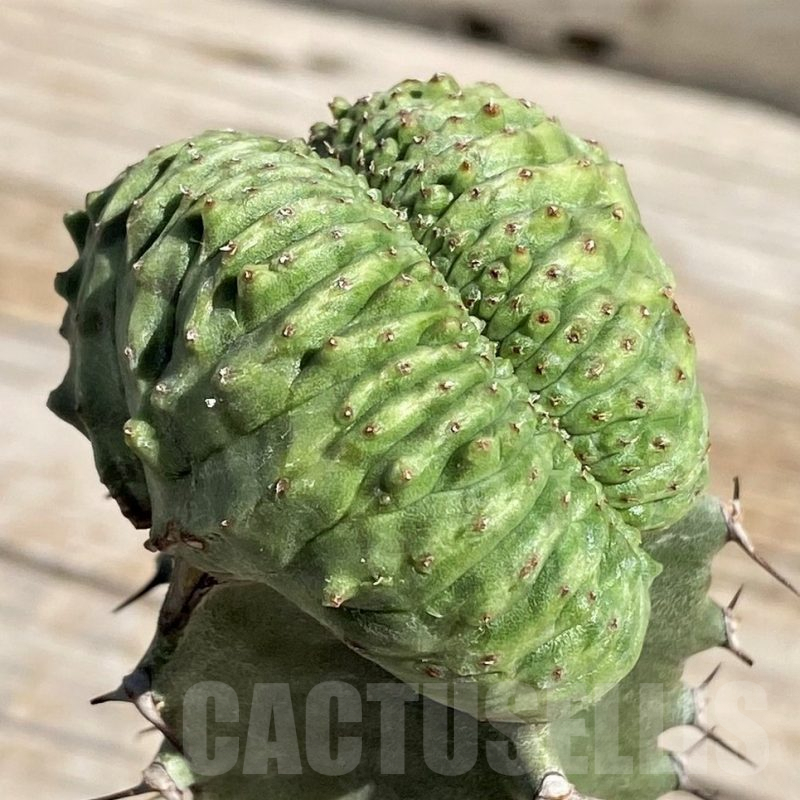SH7157 Euphorbia obesa ‘Malik’ f. cristata, grafted