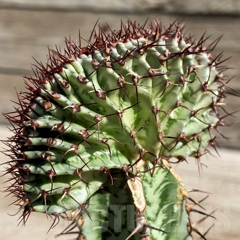 SH7158 Euphorbia confinalis f. cristata, grafted