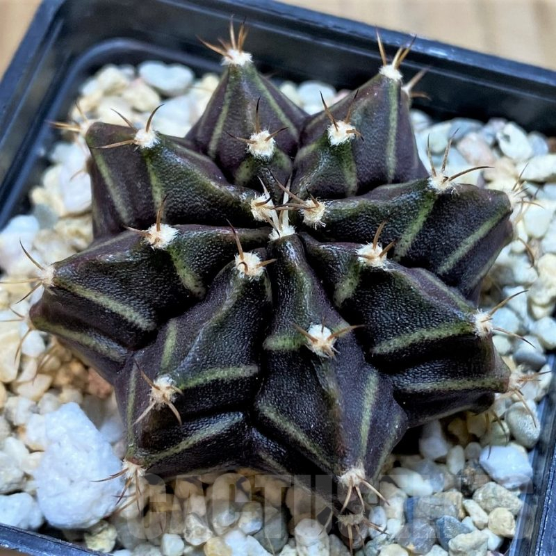 SH7125 Gymnocalycium mihanovichii 'Hibotan'