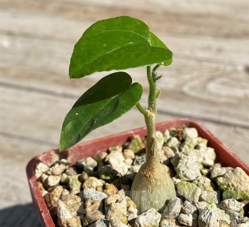 SH7165 Pyrenacantha malvifolia