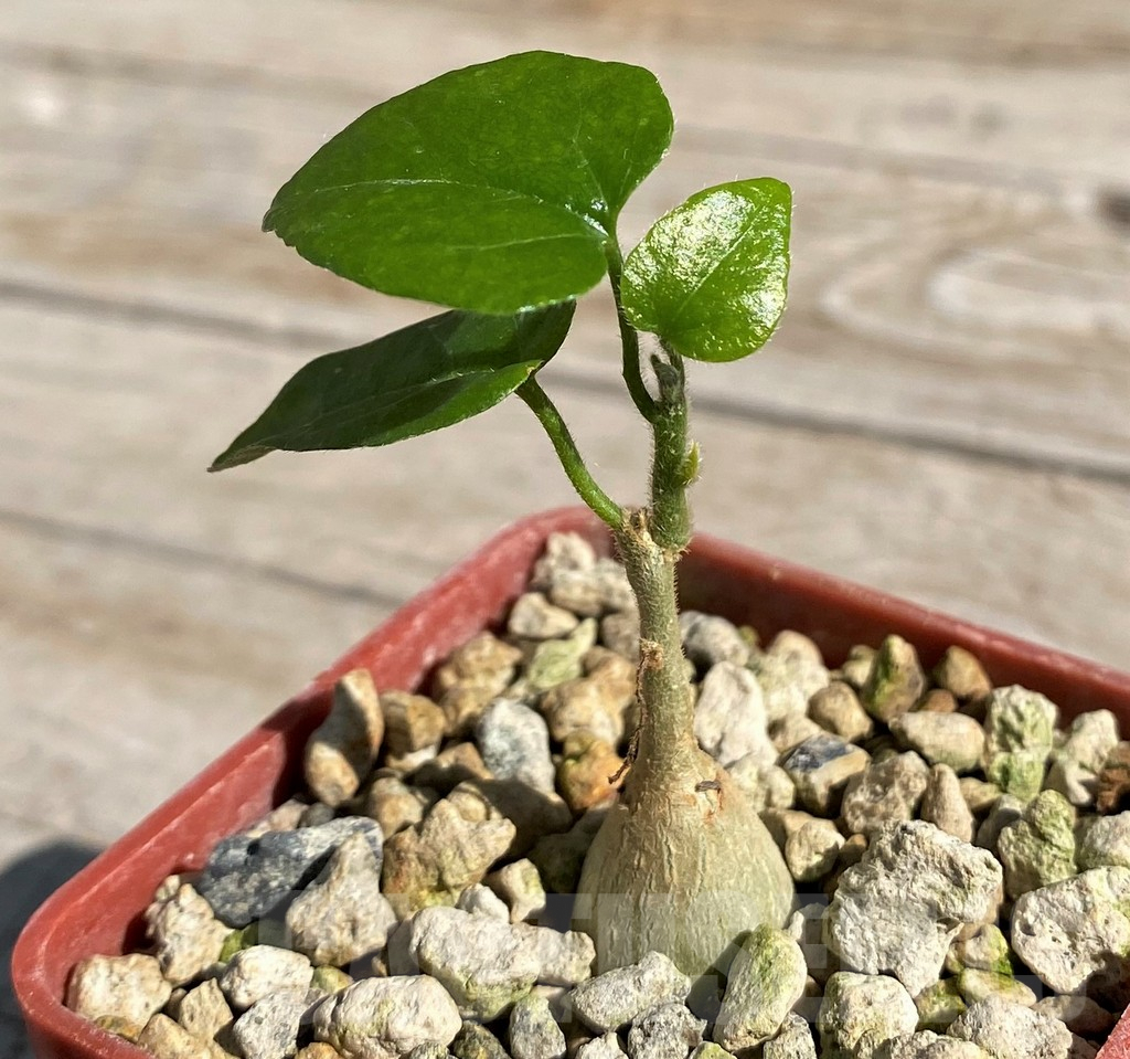 SH7165 Pyrenacantha malvifolia - immagine 2