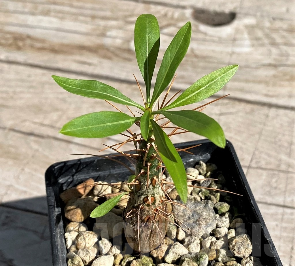 SH7168 Fouquieria purpusii