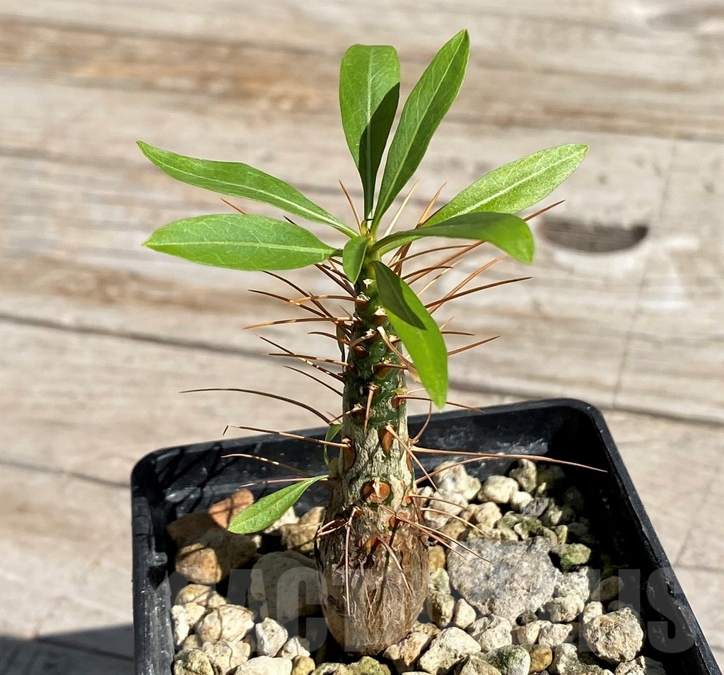 SH7168 Fouquieria purpusii - Image 2