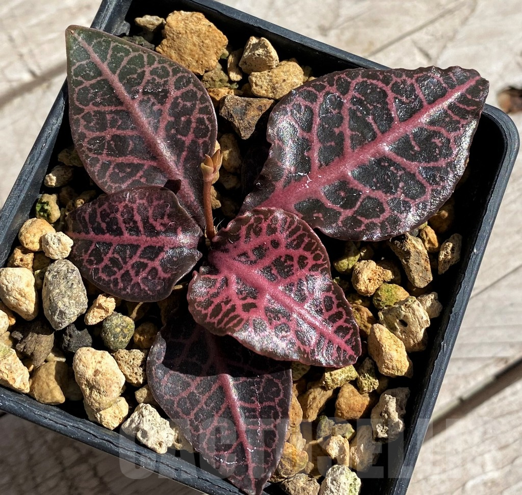 SH7176 Euphorbia francoisii hybrid - Image 2