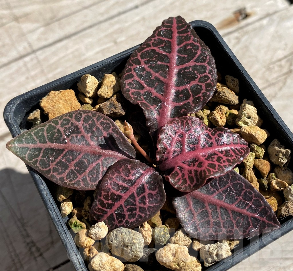 SH7176 Euphorbia francoisii hybrid