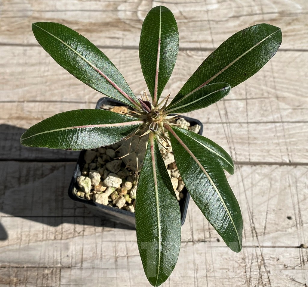 SH7177 Pachypodium rosulatum - Image 2