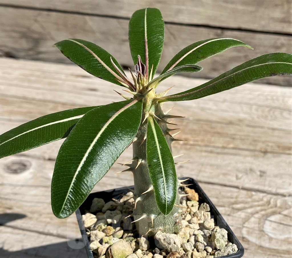 SH7177 Pachypodium rosulatum