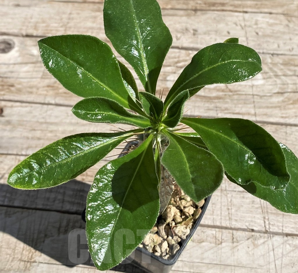 SH7180 Pachypodium saundersii - Image 2