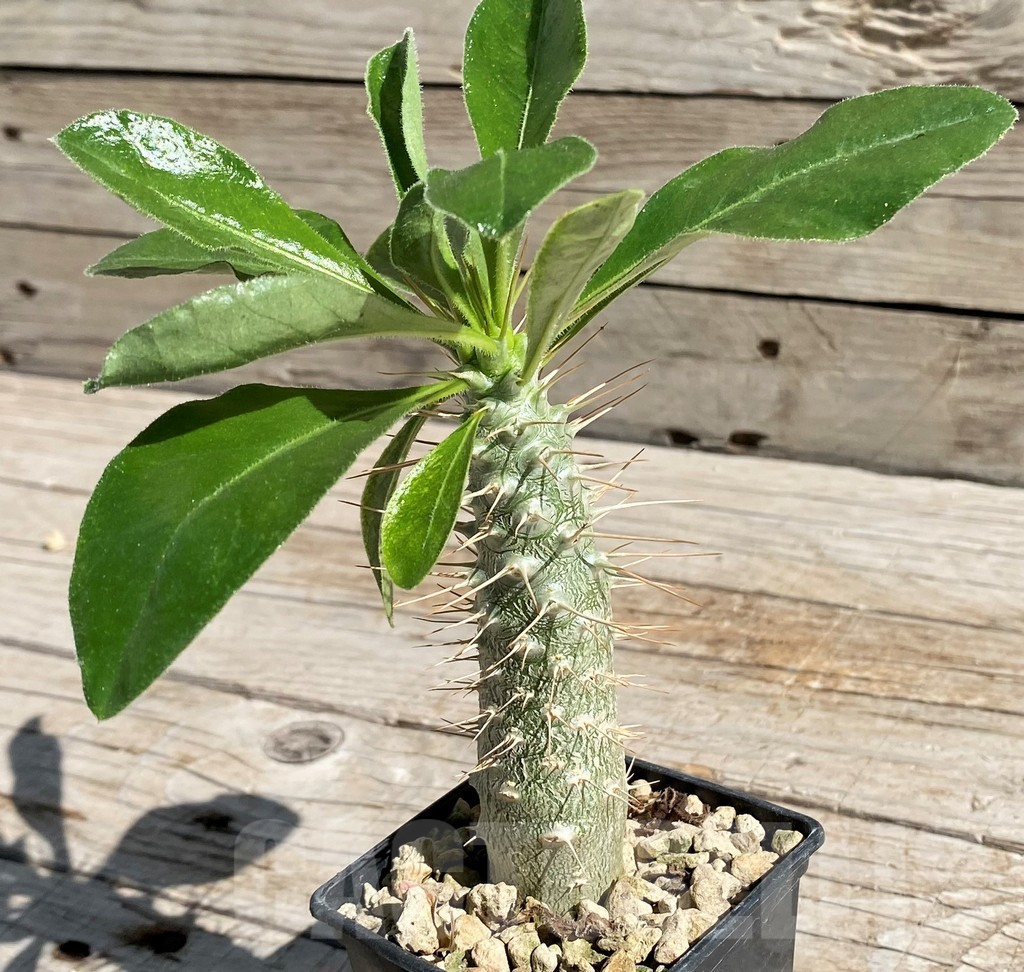 SH7180 Pachypodium saundersii