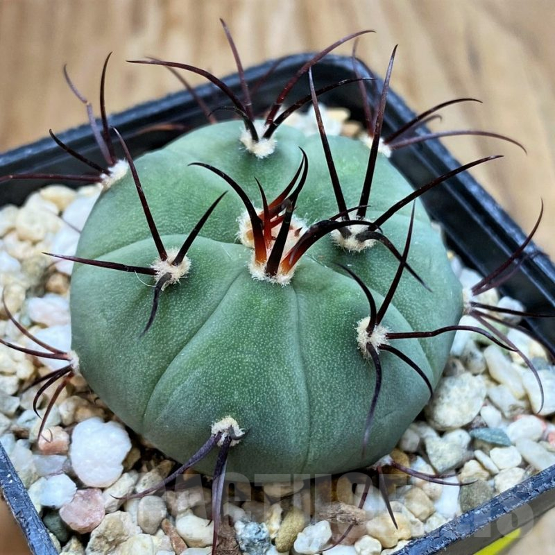 SH7121 Gymnocalycium cabreraense VOS 2122