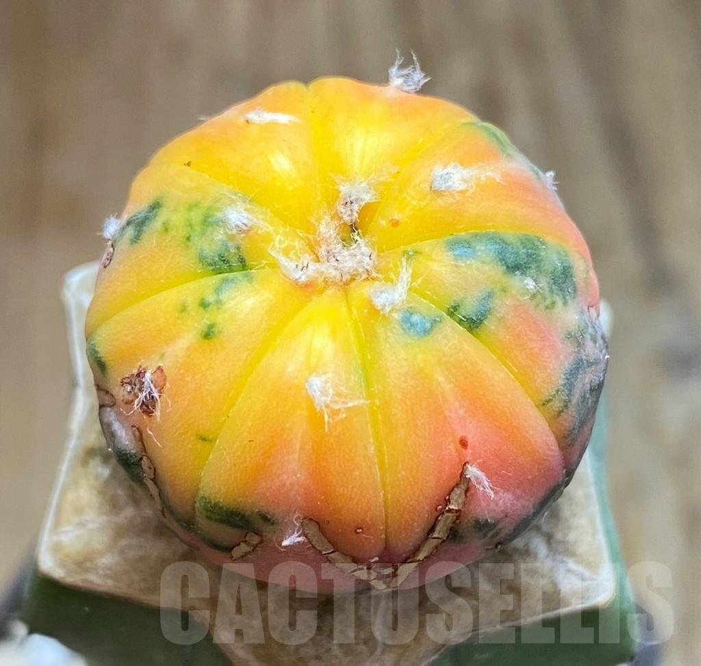 SH7130 Astrophytum asterias f. variegata, grafted