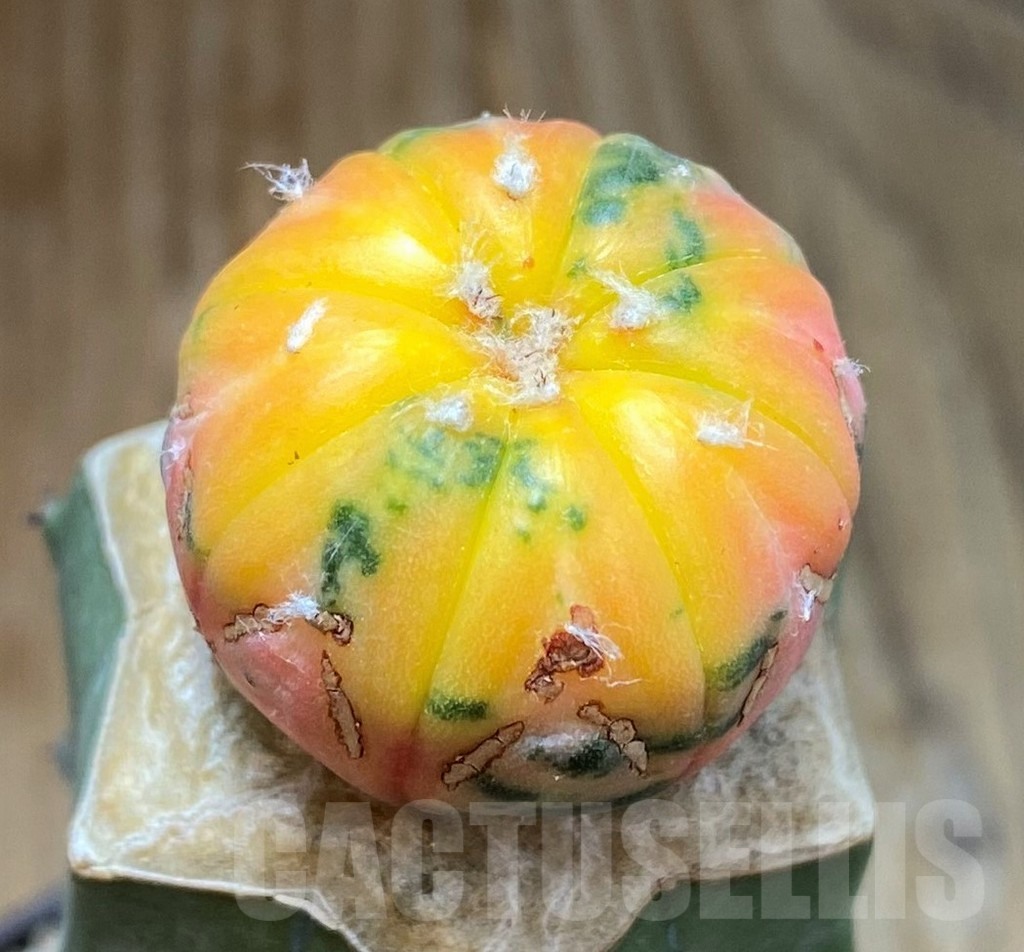 SH7130 Astrophytum asterias f. variegata, grafted - immagine 2