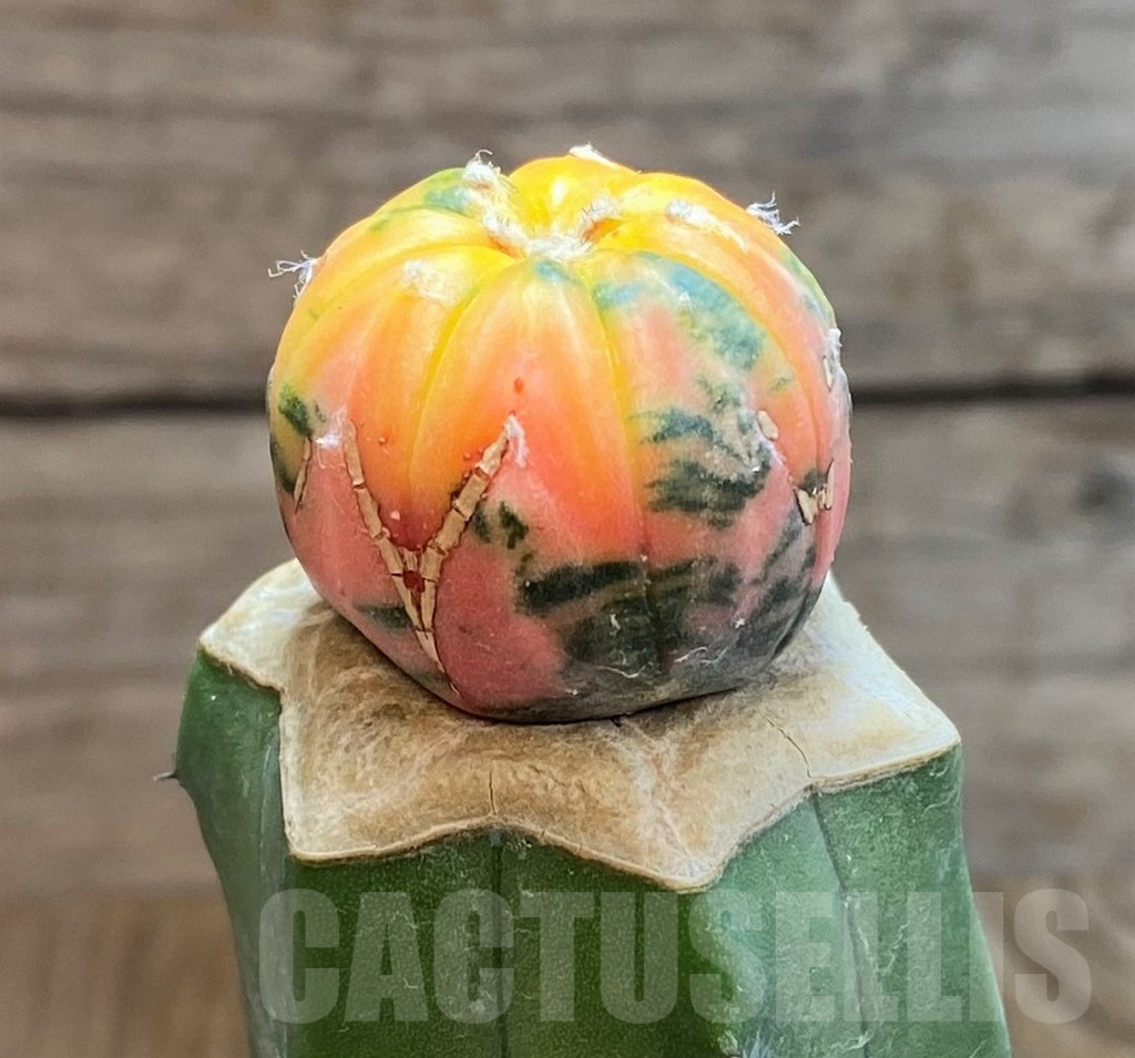 SH7130 Astrophytum asterias f. variegata, grafted - immagine 3