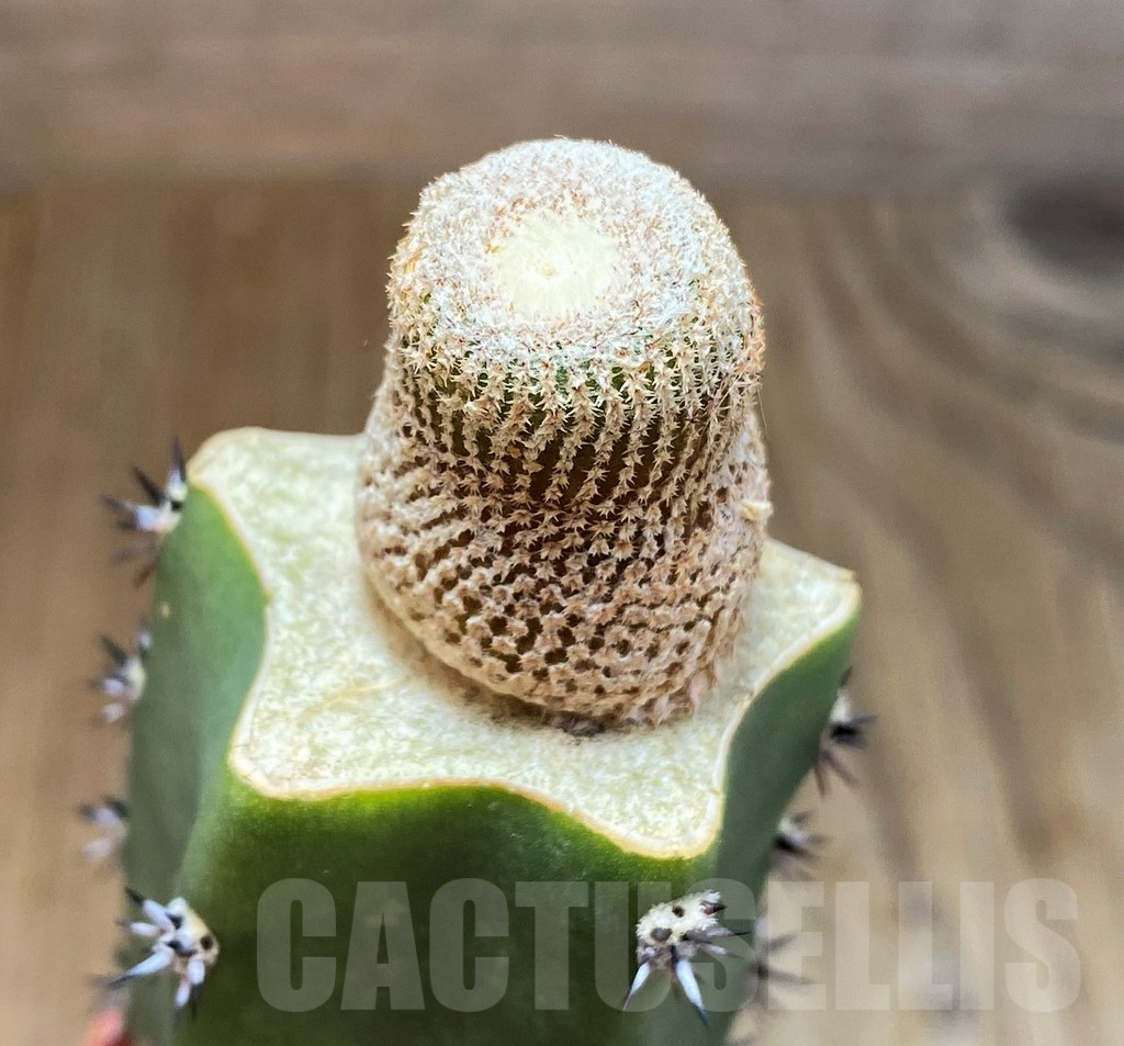 SH7131 Yavia cryptocarpa, grafted - Image 2