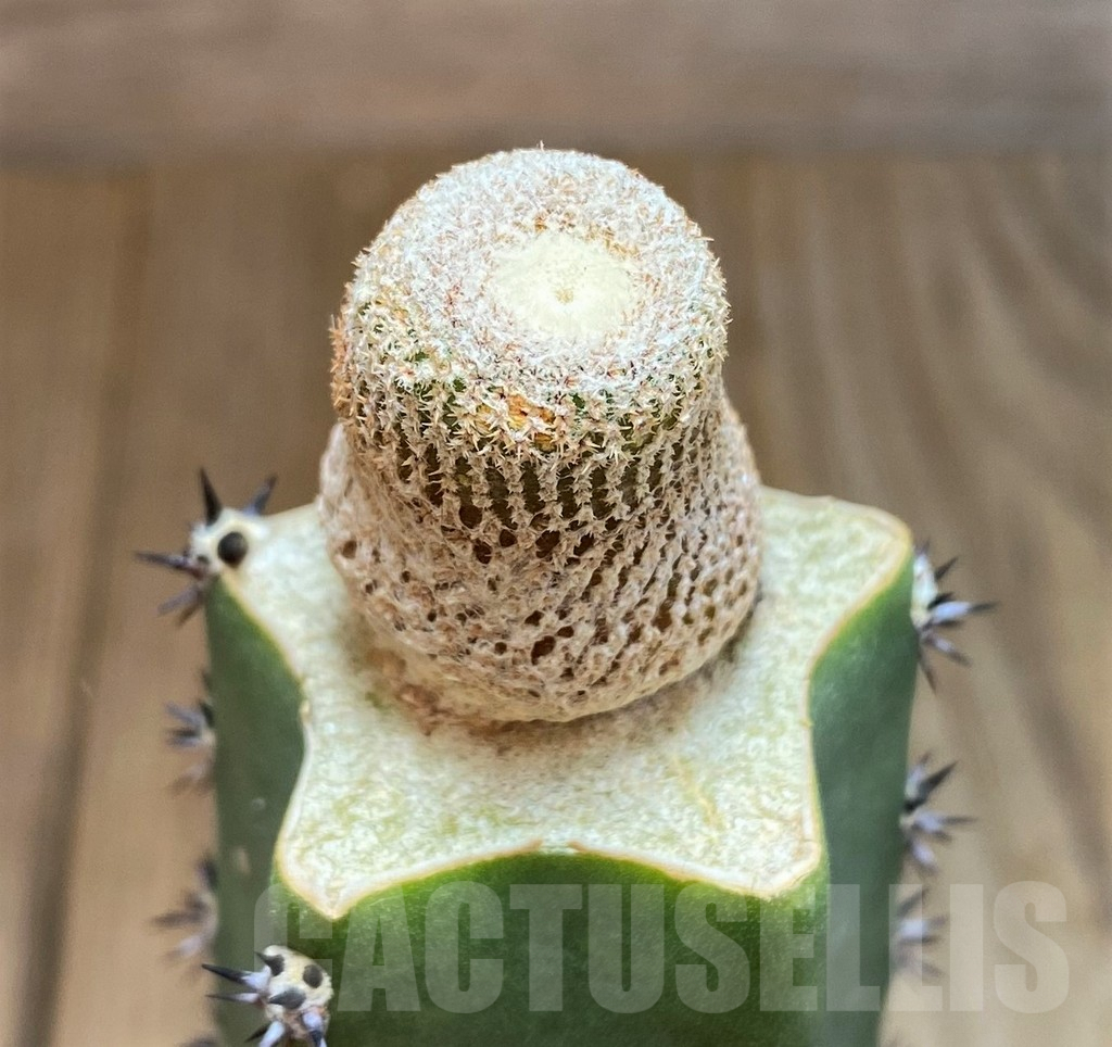 SH7131 Yavia cryptocarpa, grafted