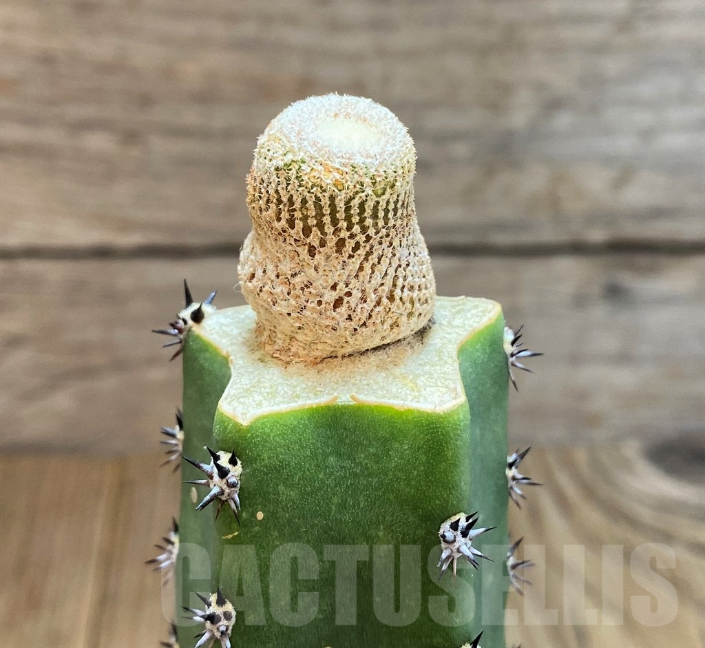 SH7131 Yavia cryptocarpa, grafted - Image 3