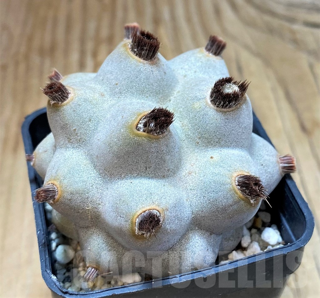 SH7132 Tephrocactus articulatus v. calvus