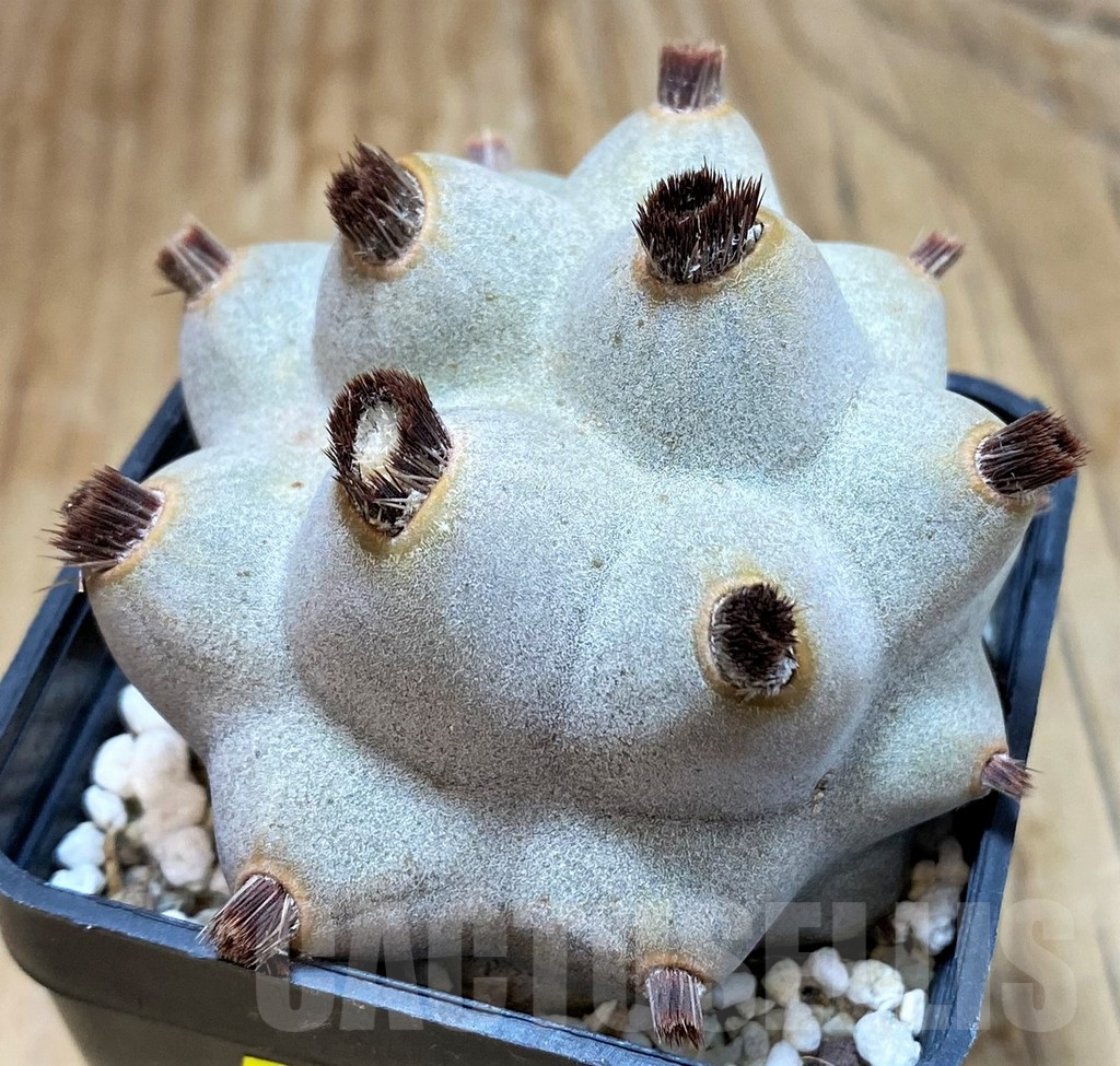 SH7132 Tephrocactus articulatus v. calvus - Imagen 2