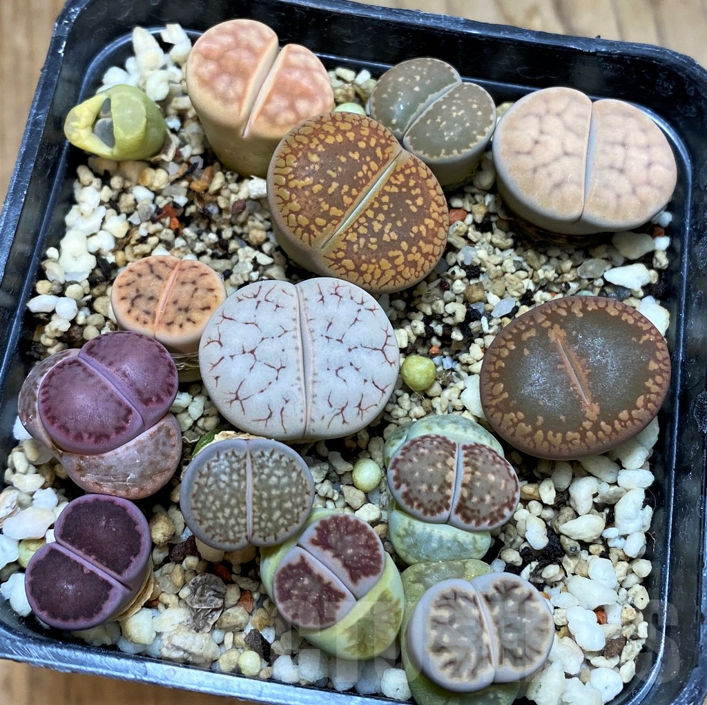 SH7133 Lithops mix