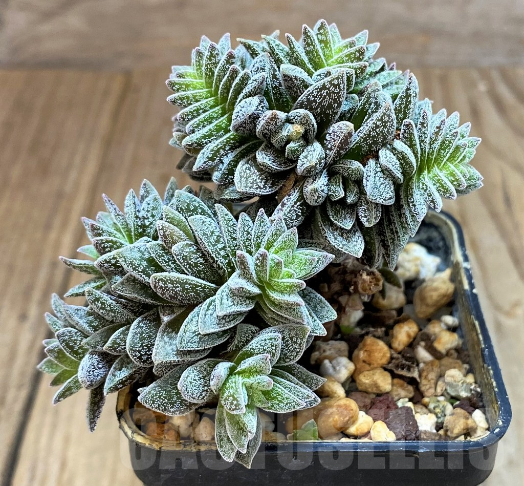 SH7138 Crassula ausensis hybrid