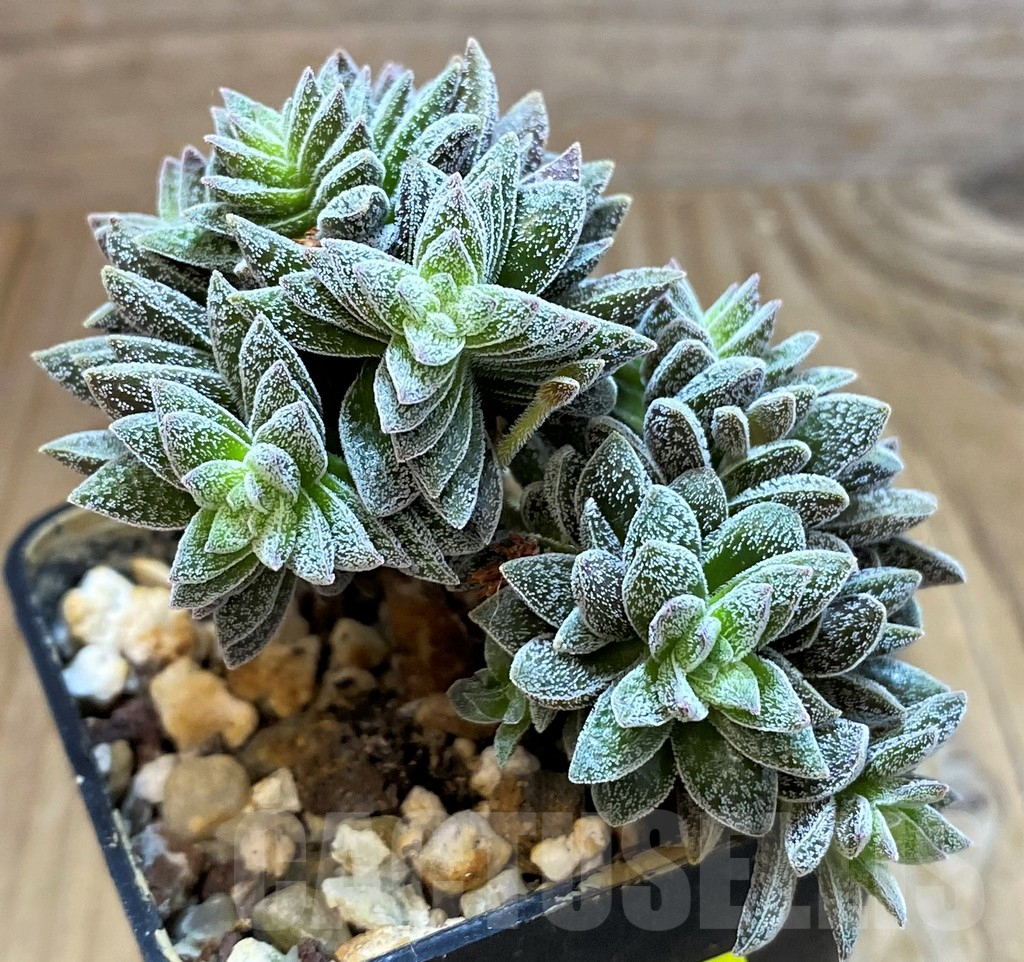 SH7138 Crassula ausensis hybrid - immagine 2
