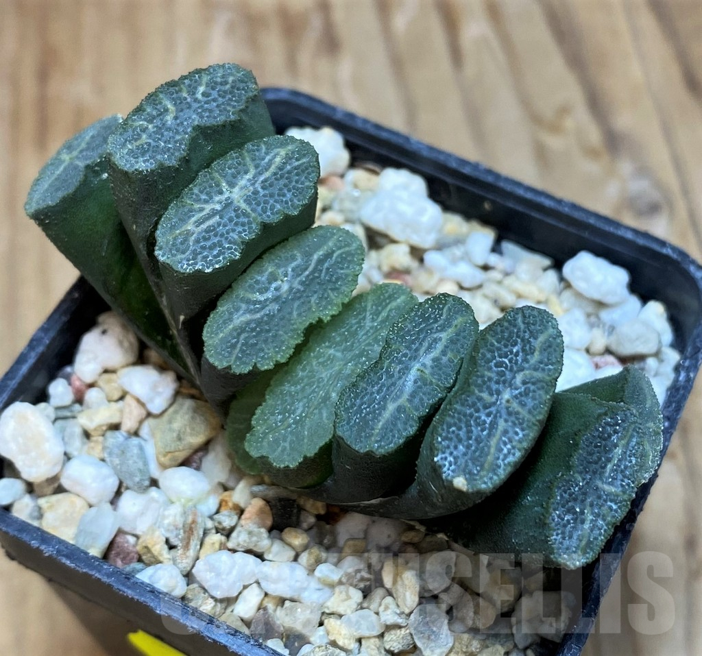 SH7139 Haworthia truncata -Japan-