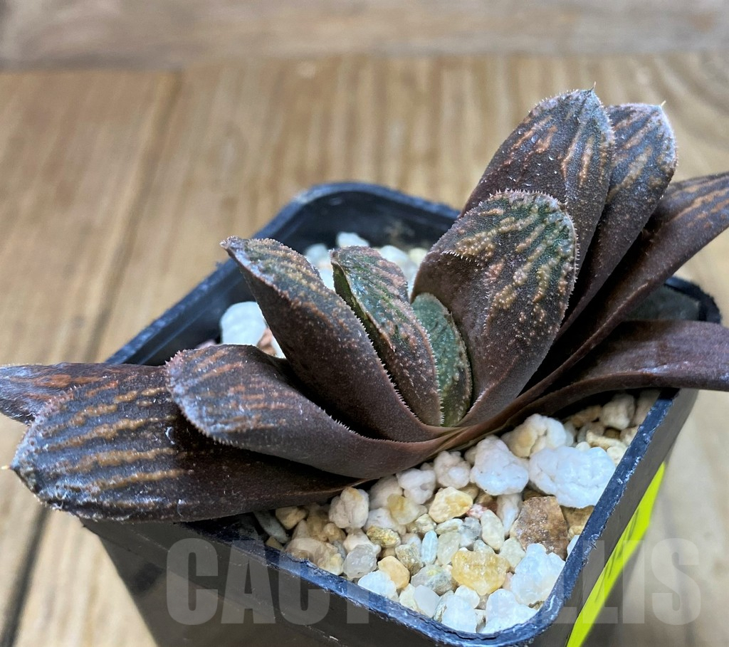 SH7140 Haworthia truncata x magnifica v. splendens - Image 2