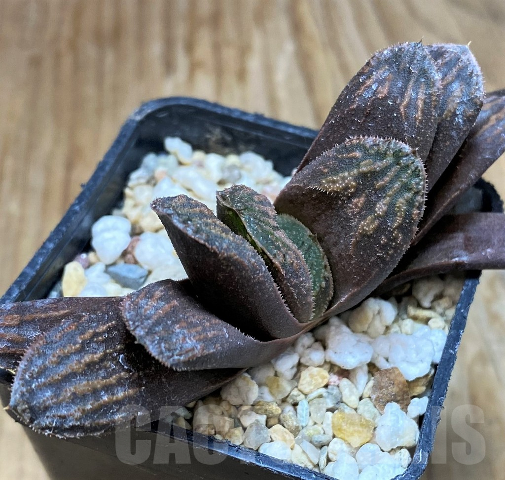 SH7140 Haworthia truncata x magnifica v. splendens