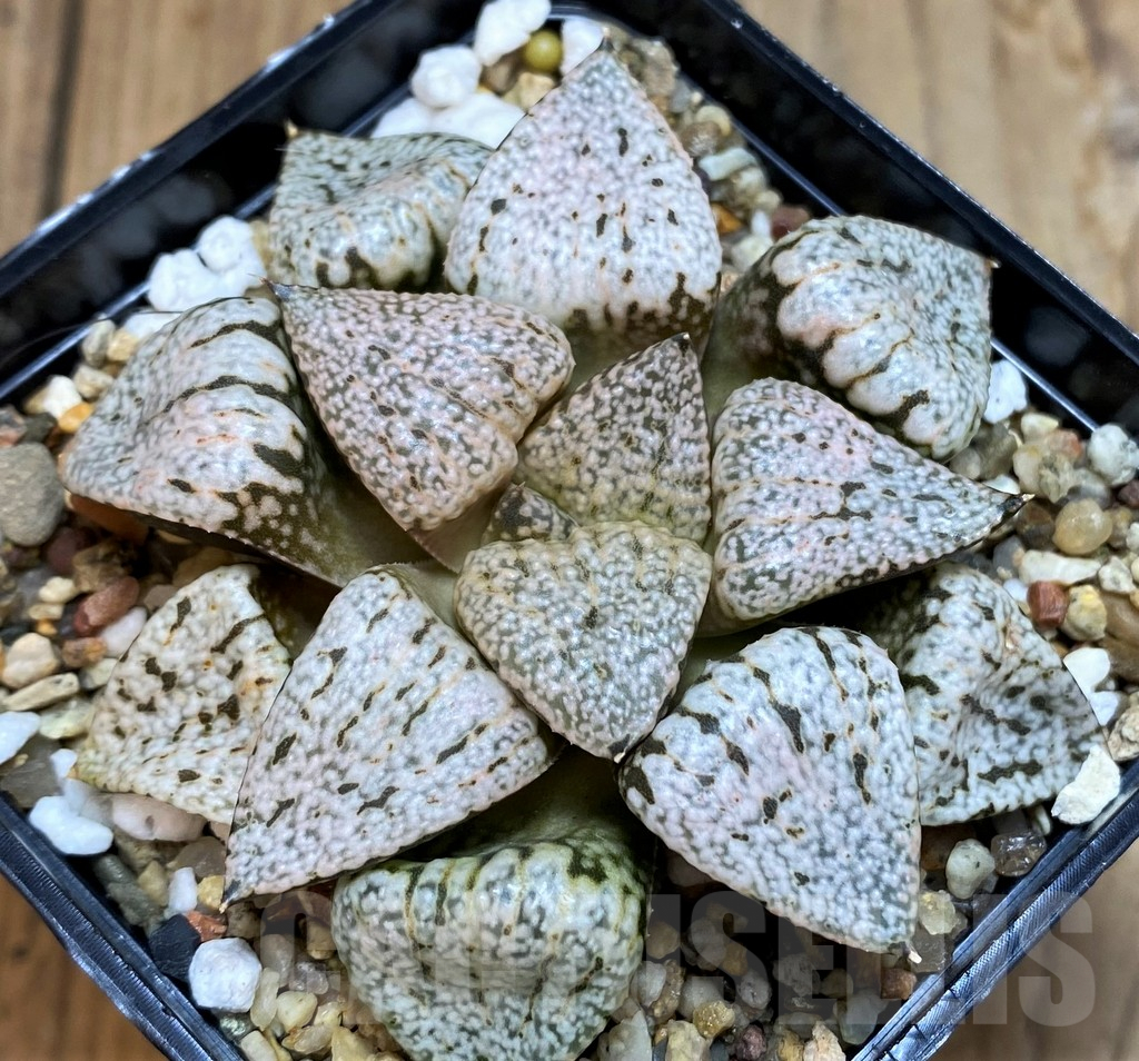 SH7141 Haworthia 'Red Peacock'