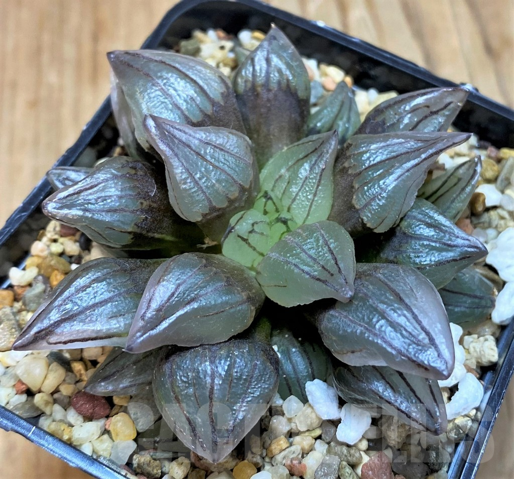 SH7142 Haworthia atrofusca 'Watermelon'