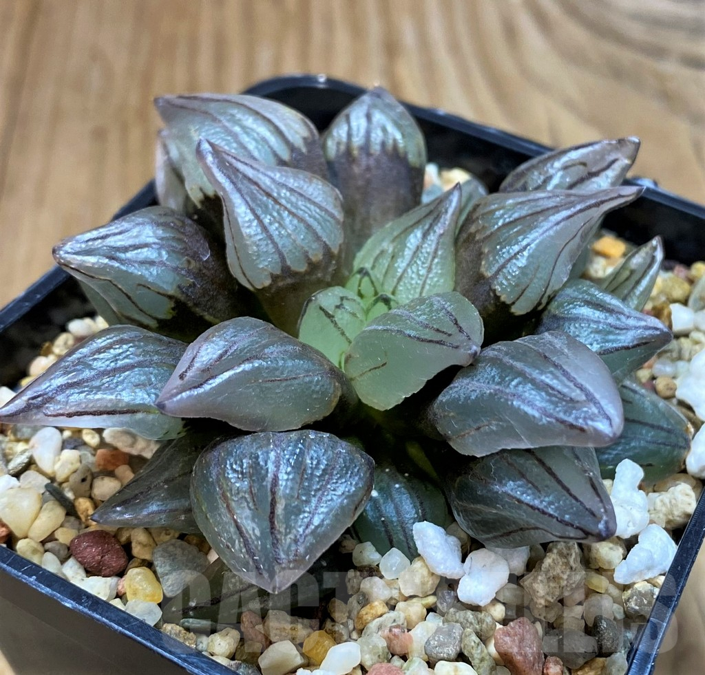 SH7142 Haworthia atrofusca 'Watermelon' - Image 2