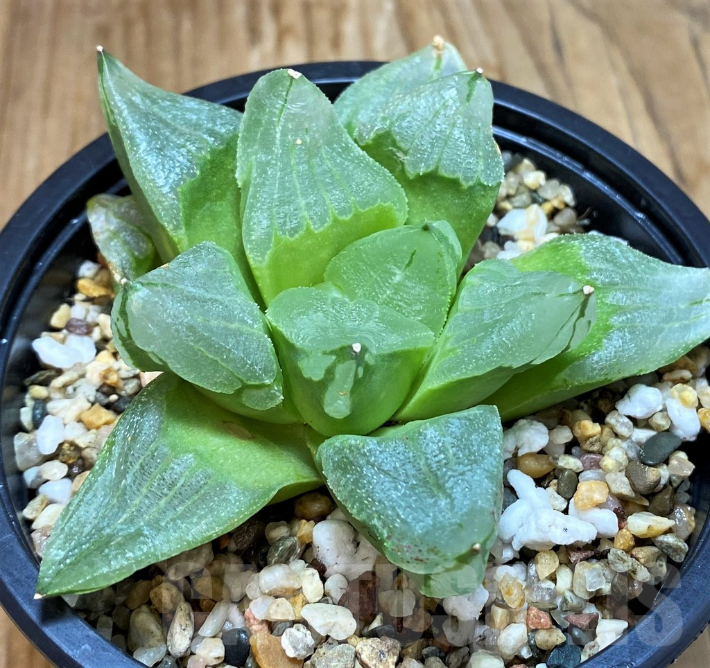 SH7143 Haworthia pygmaea 'Ice City' - Image 2