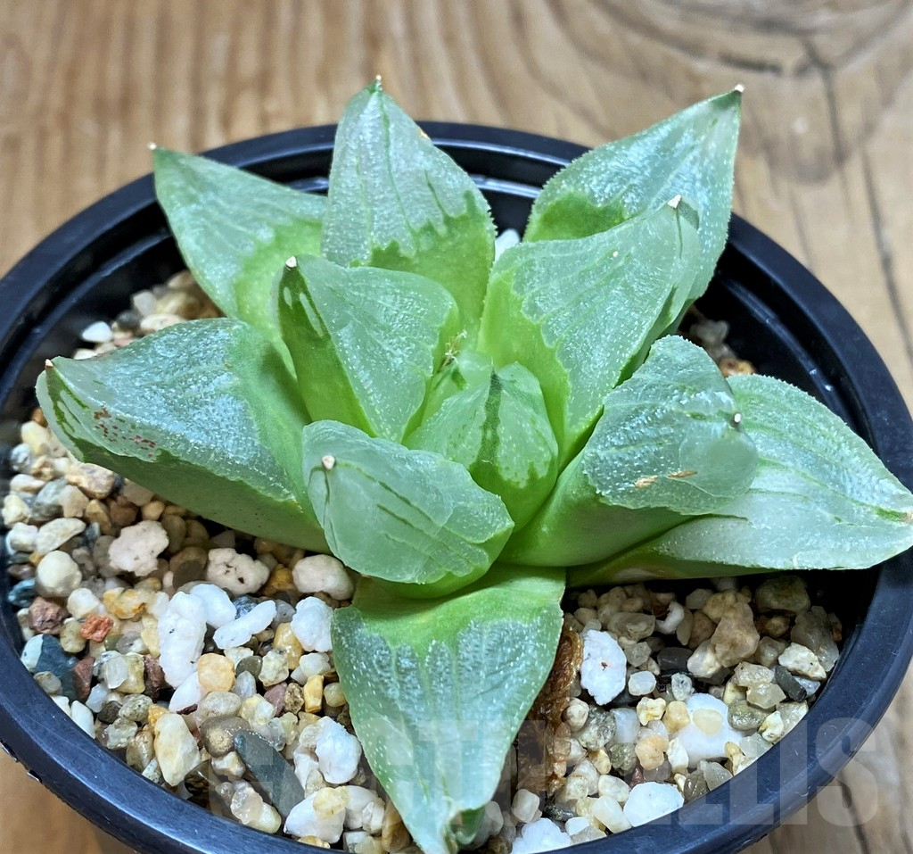 SH7143 Haworthia pygmaea 'Ice City'