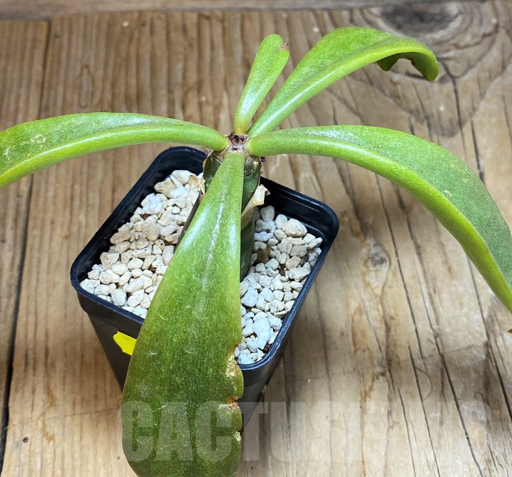 SH7144 Tylecodon paniculatus - Image 2