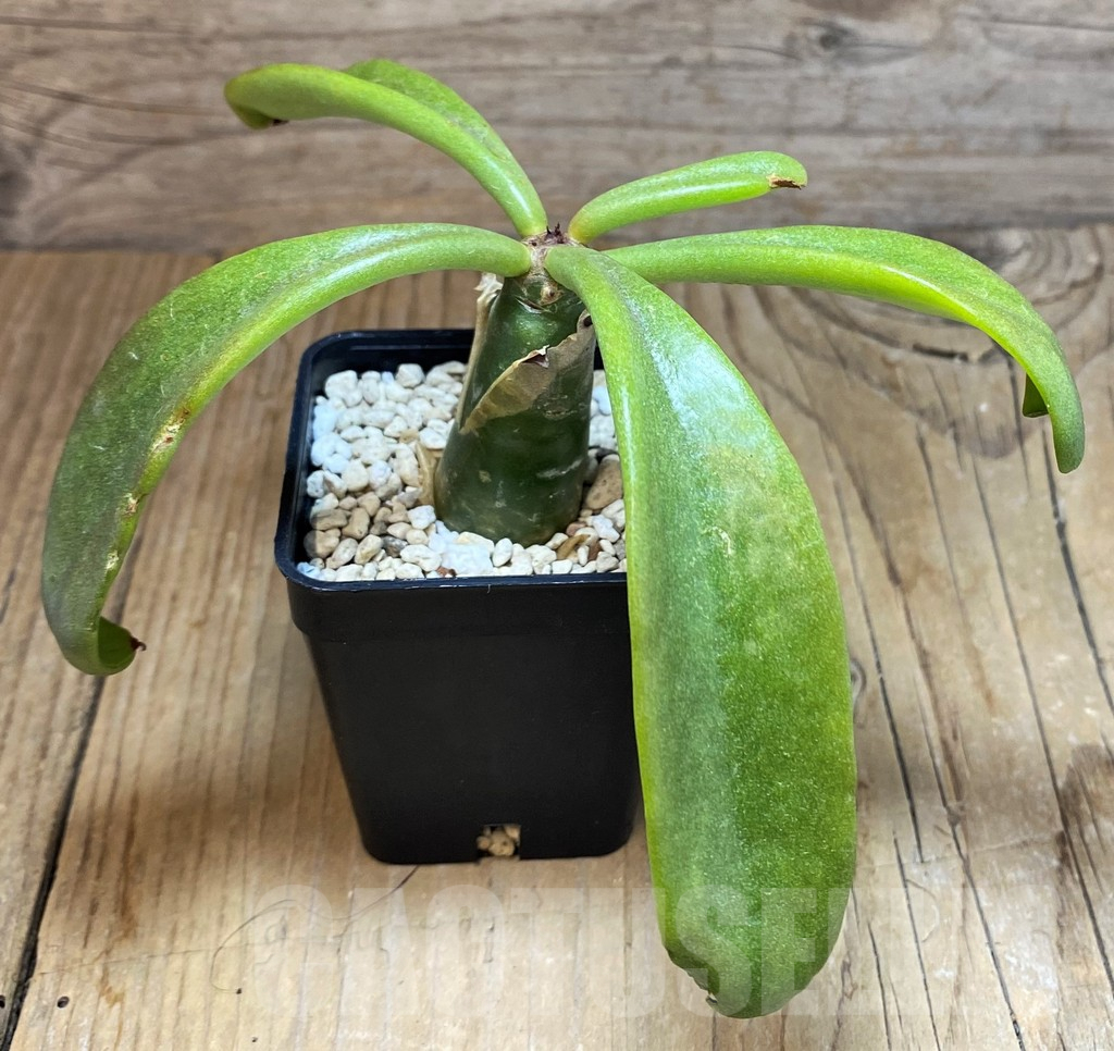 SH7144 Tylecodon paniculatus