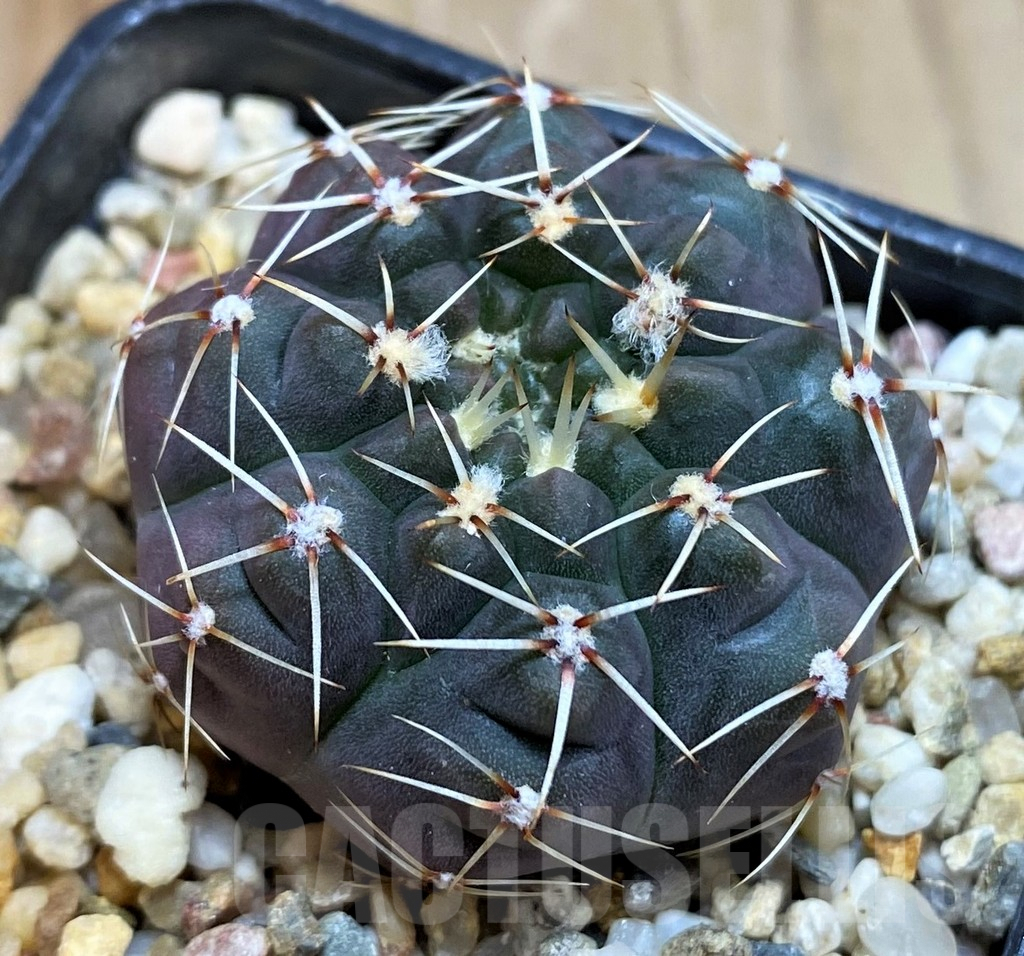SH7123 Gymnocalycium schroederianum ssp. paucicostatum LB960 – Bild 2