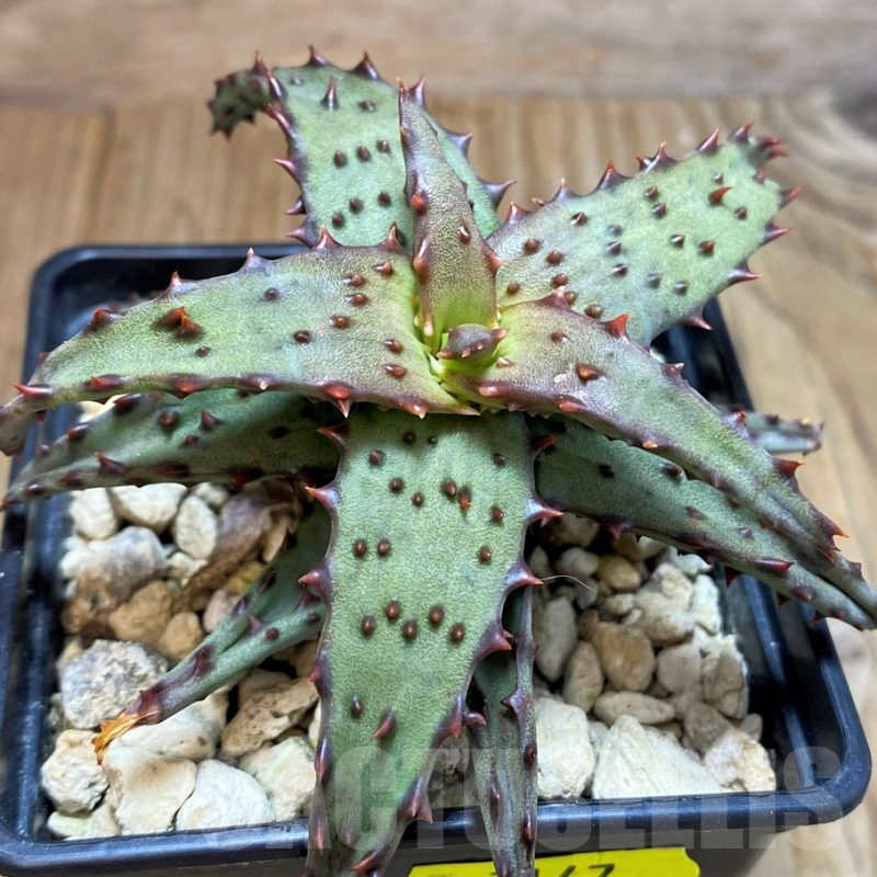 SH7147 Aloe castilloniae