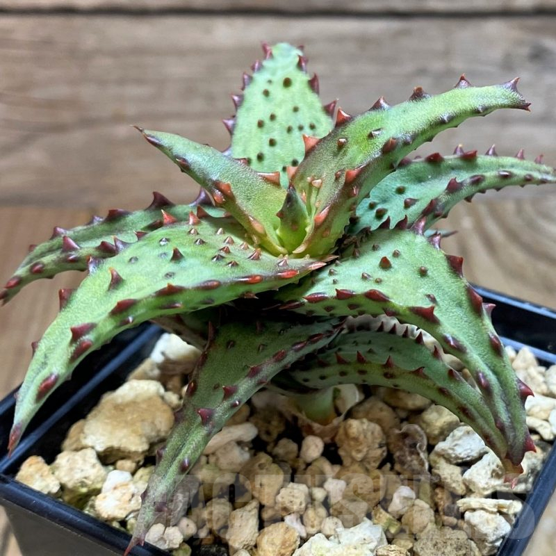 SH7148 Aloe castilloniae