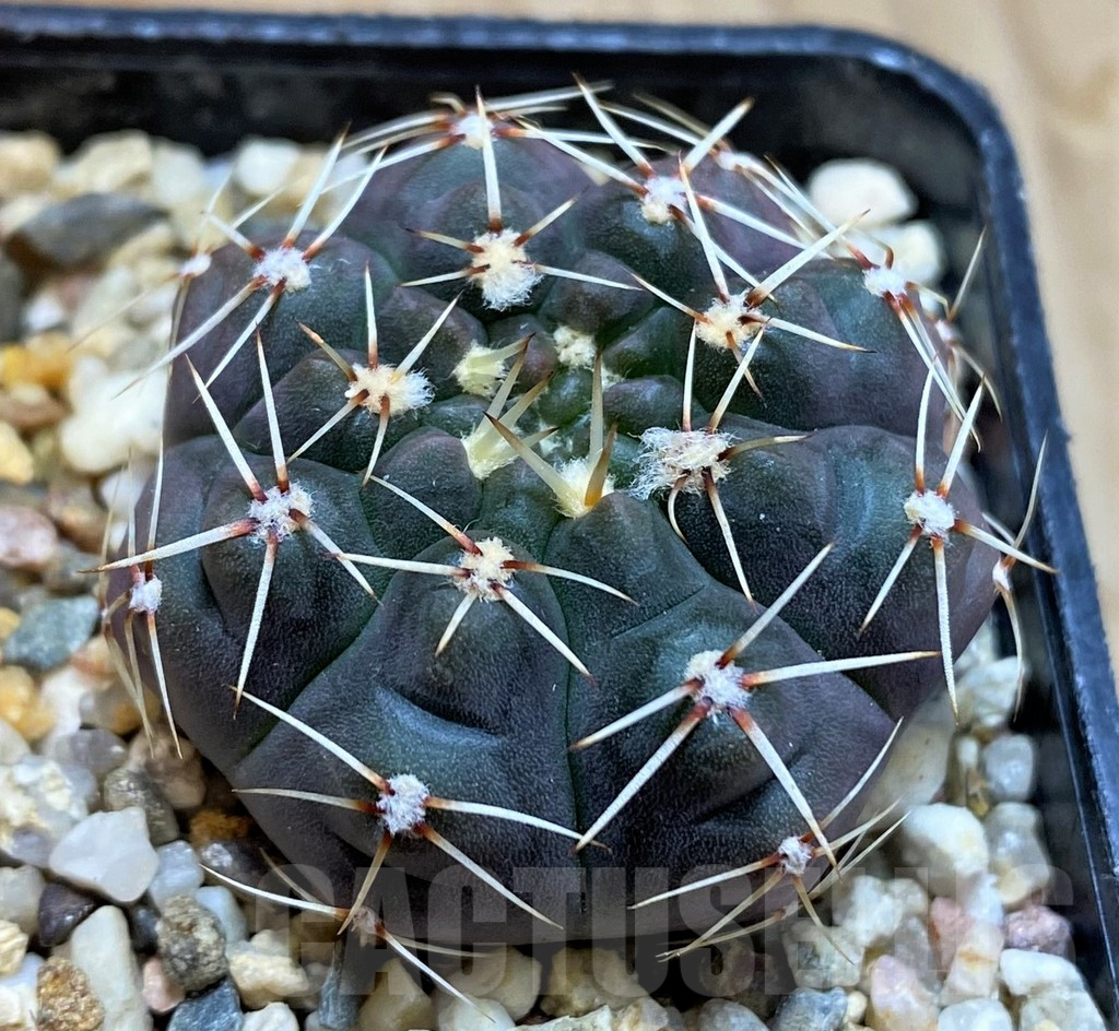 SH7123 Gymnocalycium schroederianum ssp. paucicostatum LB960