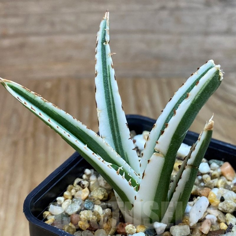 SH7149 Agave victoriae-reginae 'White Rhino'