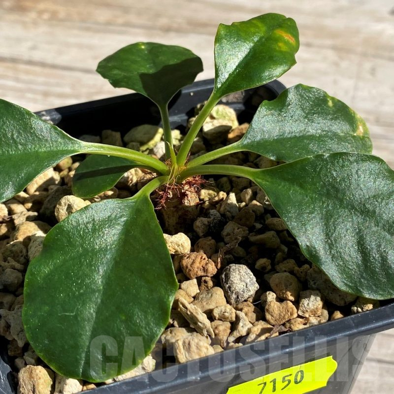 SH7150 Euphorbia ramena