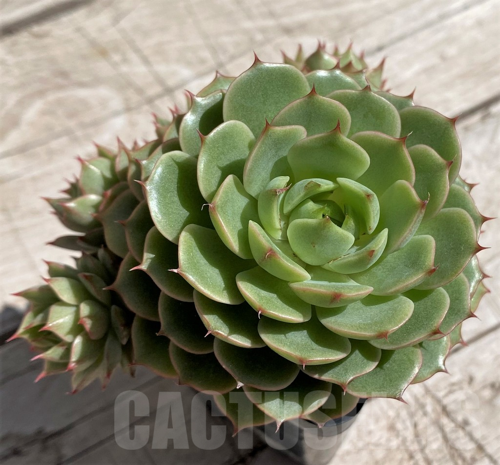 SH7471 Echeveria hybrid - Image 2