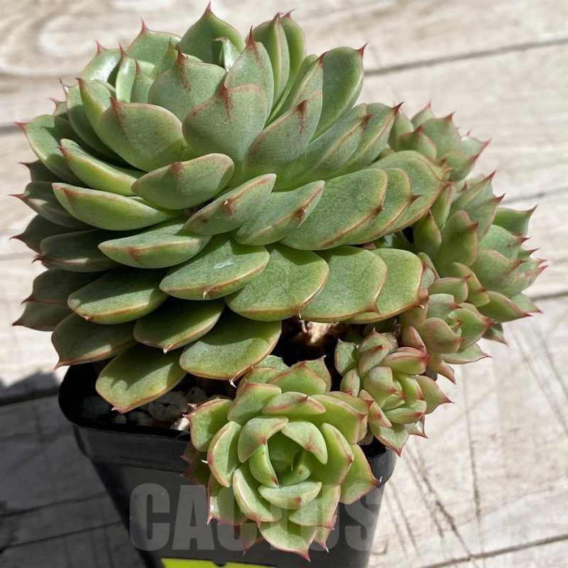 SH7471 Echeveria hybrid