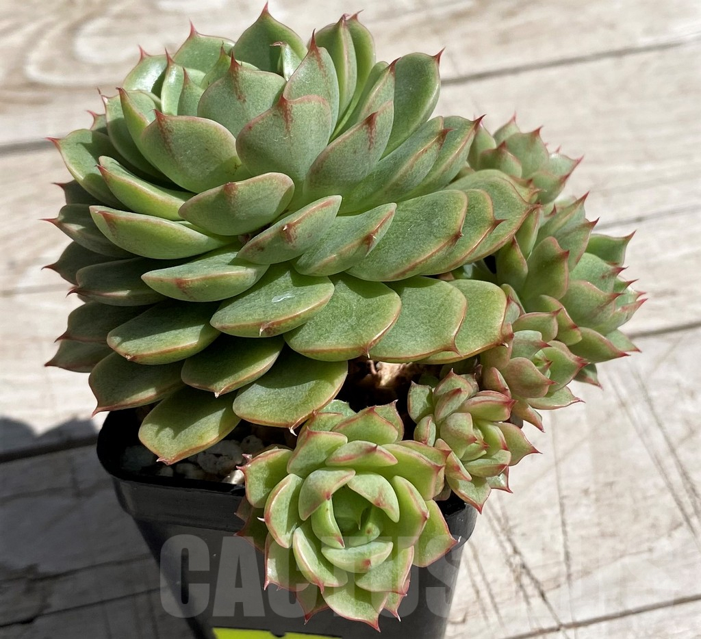 SH7471 Echeveria hybrid