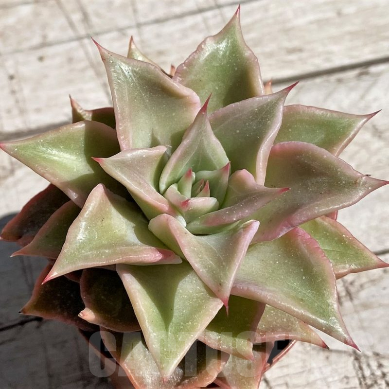 SH7442 Echeveria 'Madiba'