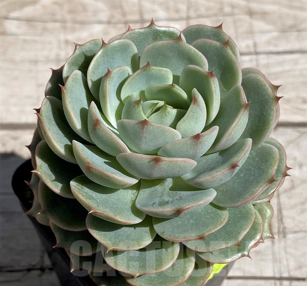 SH7474 Echeveria hybrid
